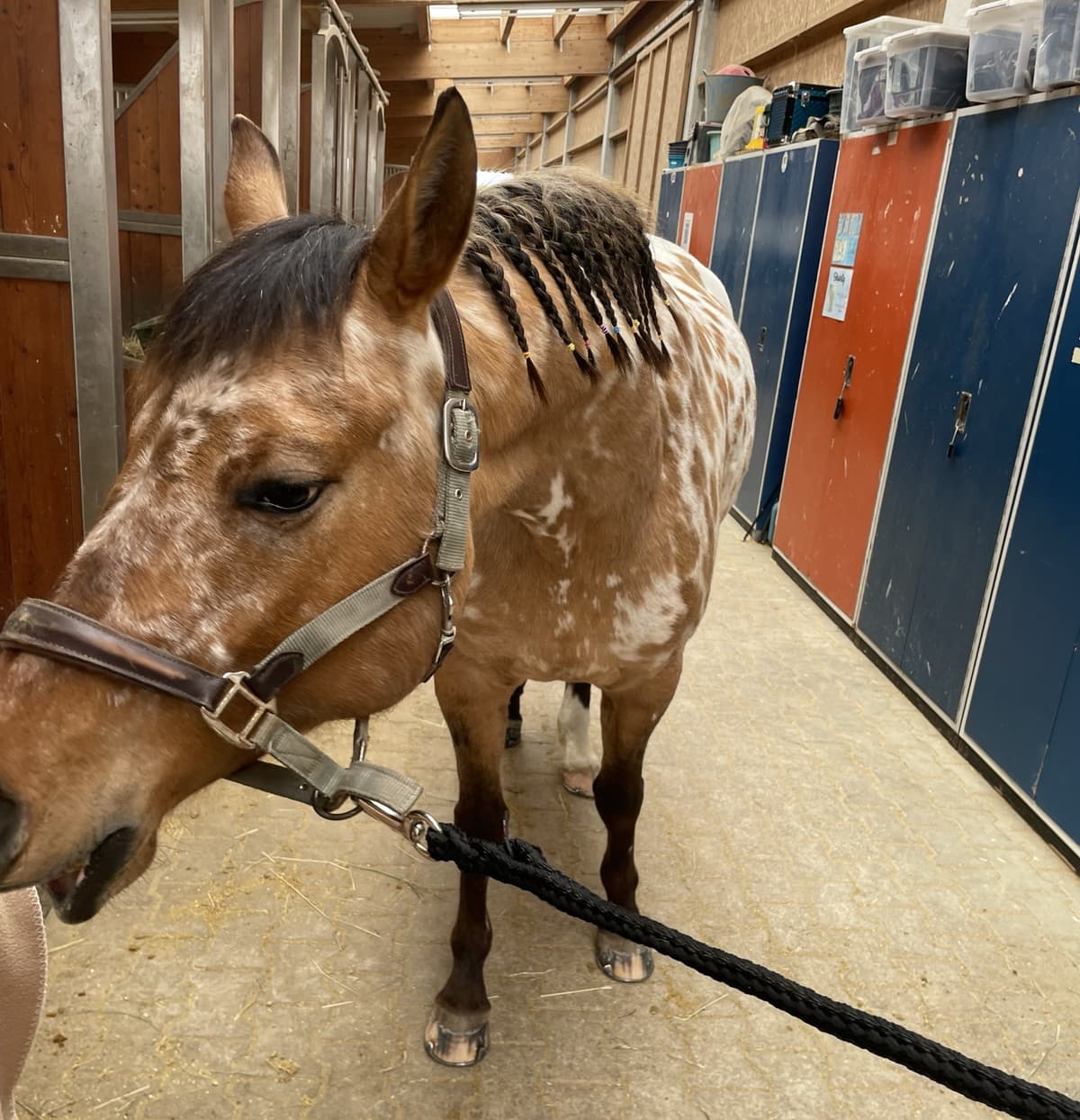 Pferd steht ruhig nach der Behandlung