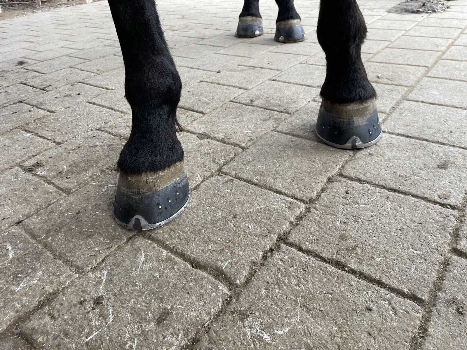 Pferd nach dem Beschlag